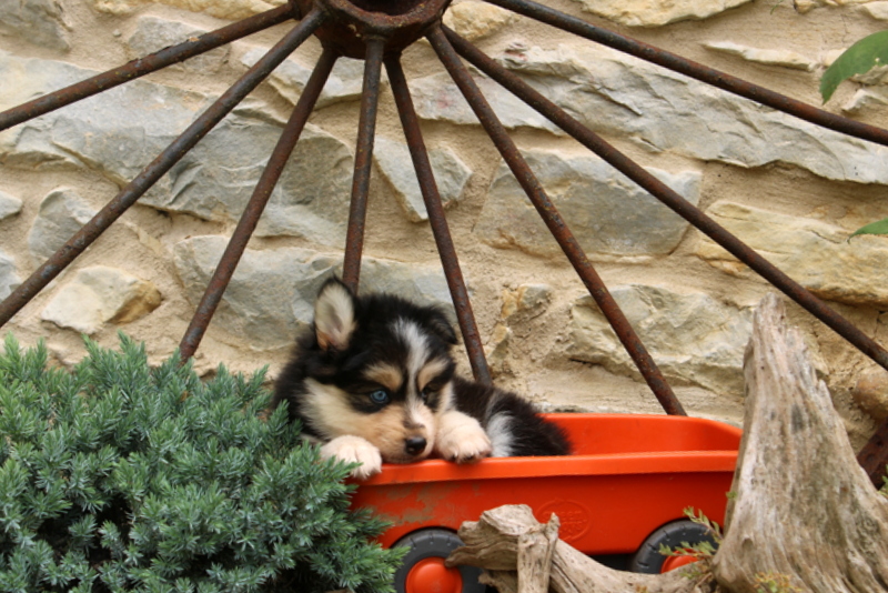 puppy, for, sale, Pomsky, Matthew B. Stoltzfus, dog, breeder, Gap, PA, dog-breeder, puppy-for-sale, forsale, nearby, find, puppyfind, locator, puppylocator, aca